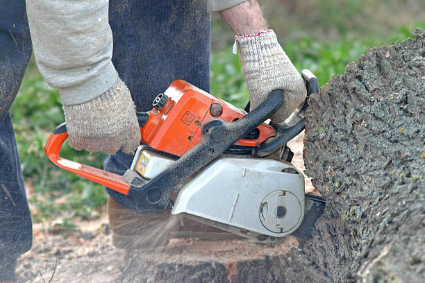 Best Tree Trimming and Pruning  in Rocky Top, TN